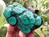 Polished Flower Banded Malachite Free Forms x 6 From Congo