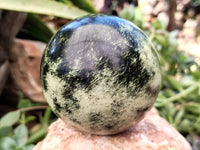 Polished Leopard Stone Spheres x 2 From Nyanga, Zimbabwe