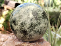 Polished Leopard Stone Spheres x 2 From Nyanga, Zimbabwe