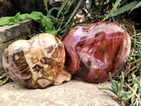 Polished Podocarpus Petrified Wood Hearts x 2 From Mahajanga, Madagascar