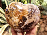 Polished Podocarpus Petrified Wood Hearts x 2 From Mahajanga, Madagascar