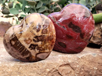 Polished Podocarpus Petrified Wood Hearts x 2 From Mahajanga, Madagascar