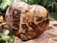 Polished Podocarpus Petrified Wood Hearts x 2 From Mahajanga, Madagascar
