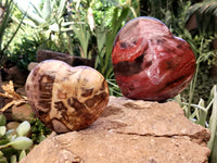Polished Podocarpus Petrified Wood Hearts x 2 From Mahajanga, Madagascar