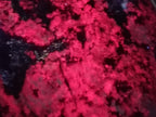 Polished Ruby Corundum In Chrome Verdite Free Forms x 6 From Zimbabwe - Toprock Gemstones and Minerals 