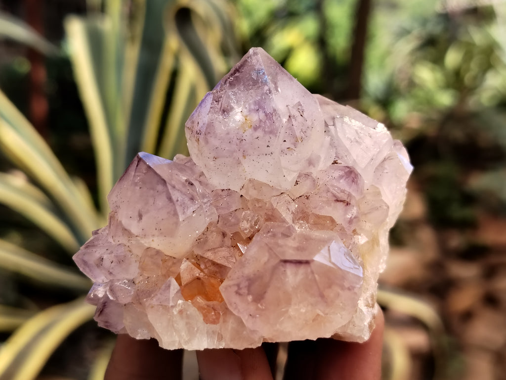 Natural Dark Amethyst Spirit Quartz Clusters x 12 From Boekenhouthoek, South Africa - Toprock Gemstones and Minerals 