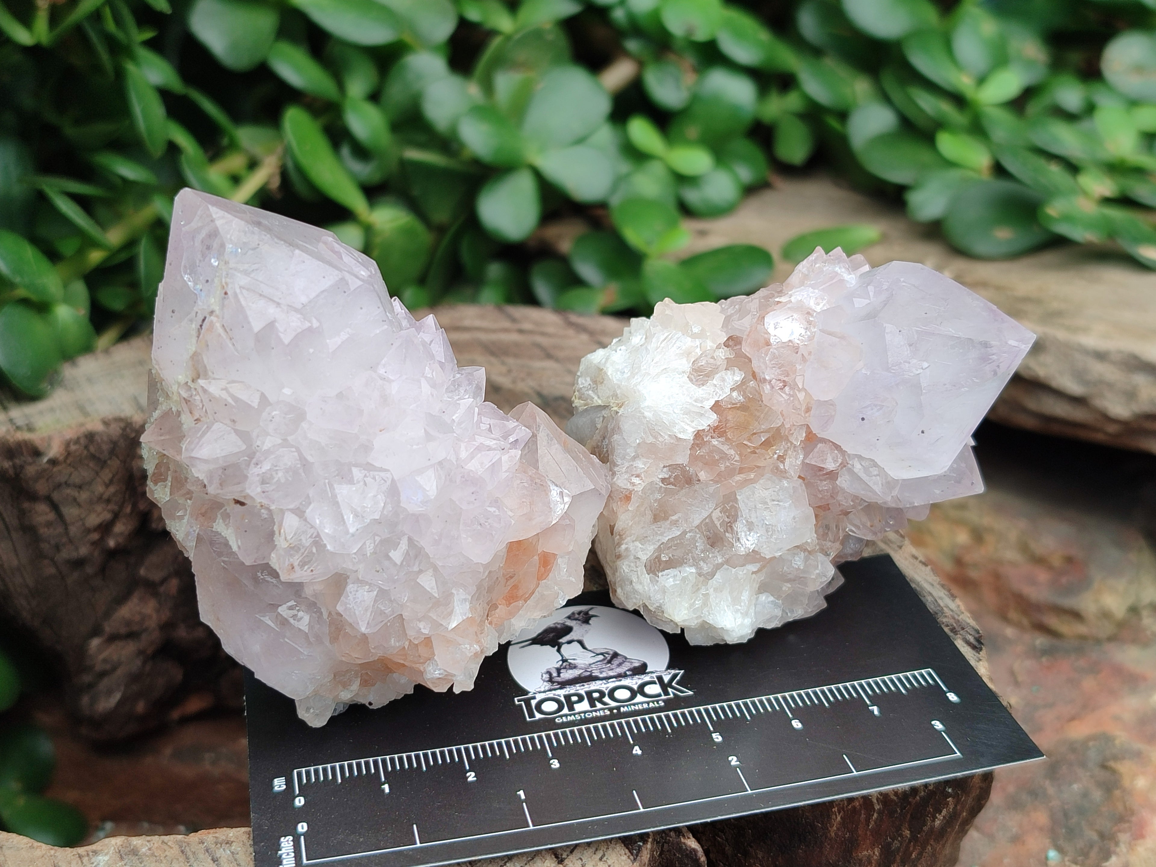 Natural Amethyst Spirit Quartz Clusters x 12 From Boekenhouthoek, South Africa - Toprock Gemstones and Minerals 