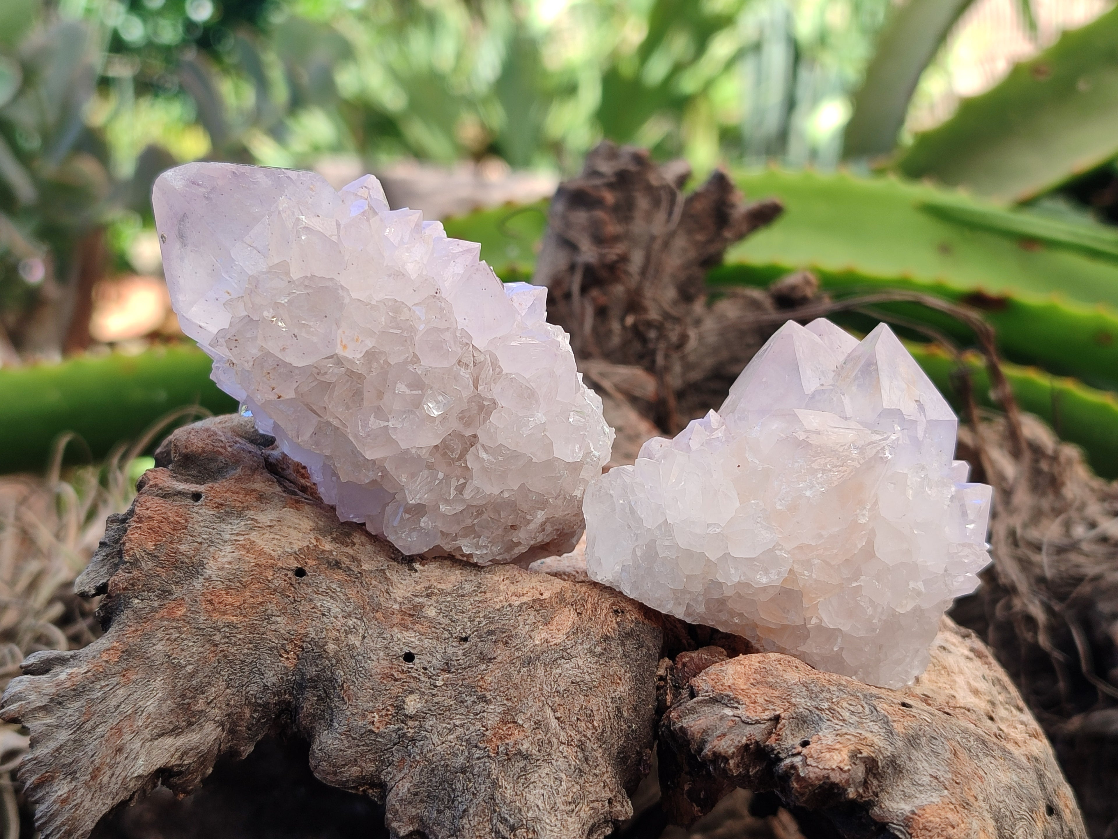 Natural Amethyst Spirit Quartz Clusters x 12 From Boekenhouthoek, South Africa - Toprock Gemstones and Minerals 