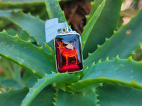 Polished Mixed Baltic Amber Pendants on Sterling Silver x 5 From Poland - Toprock Gemstones and Minerals 