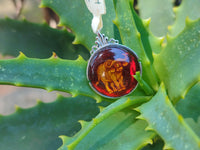 Polished Baltic Amber Buffalo Pendants on Sterling Silver x 4 From Poland
