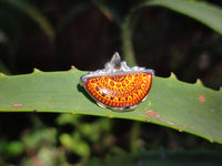 Polished Mixed Baltic Amber Earring and Pendant Sets on Sterling Silver x 2 Sets From Poland