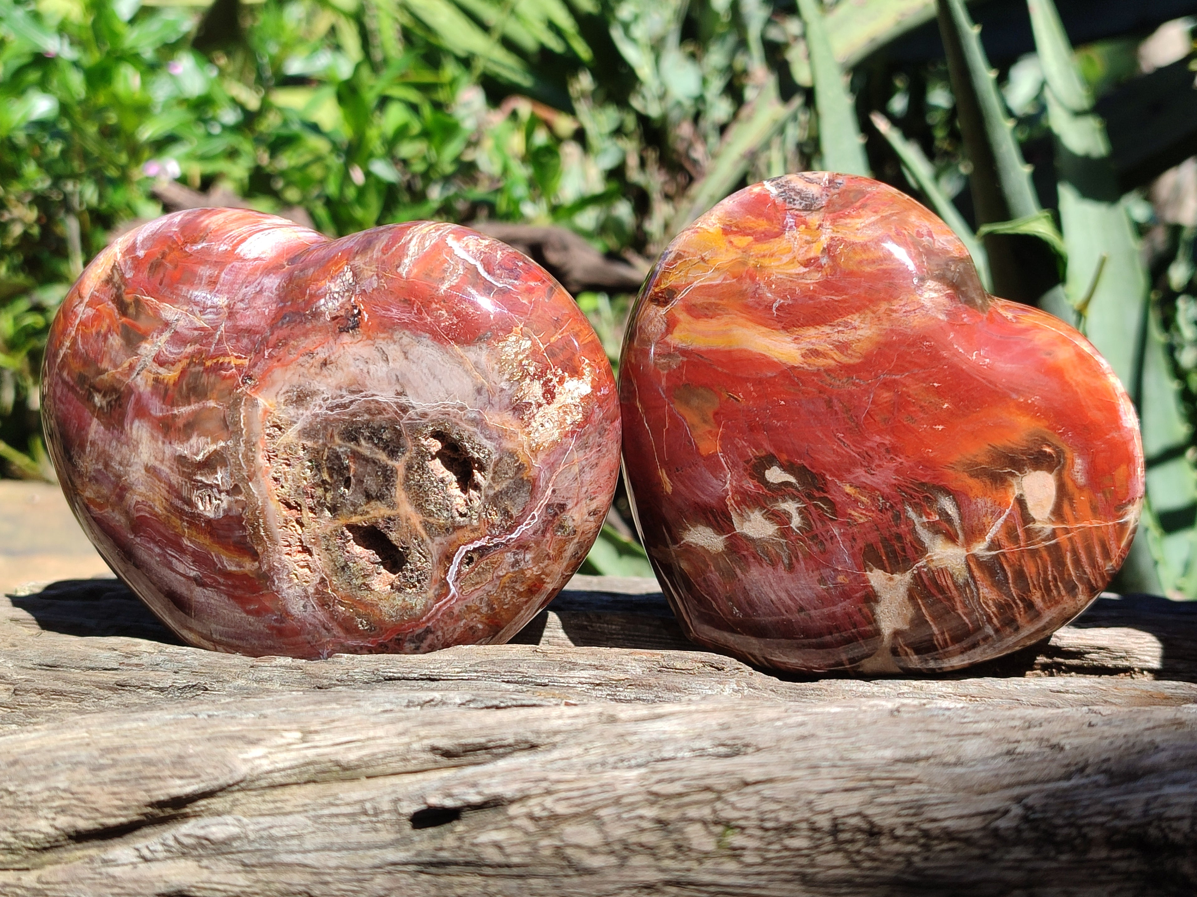 Polished Podocarpus Petrified Wood Hearts x 2 From Mahajanga, Madagascar - Toprock Gemstones and Minerals 