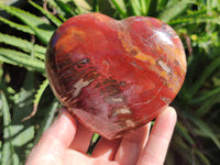 Polished Podocarpus Petrified Wood Hearts x 2 From Mahajanga, Madagascar