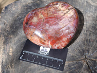 Polished Podocarpus Petrified Wood Hearts x 2 From Mahajanga, Madagascar