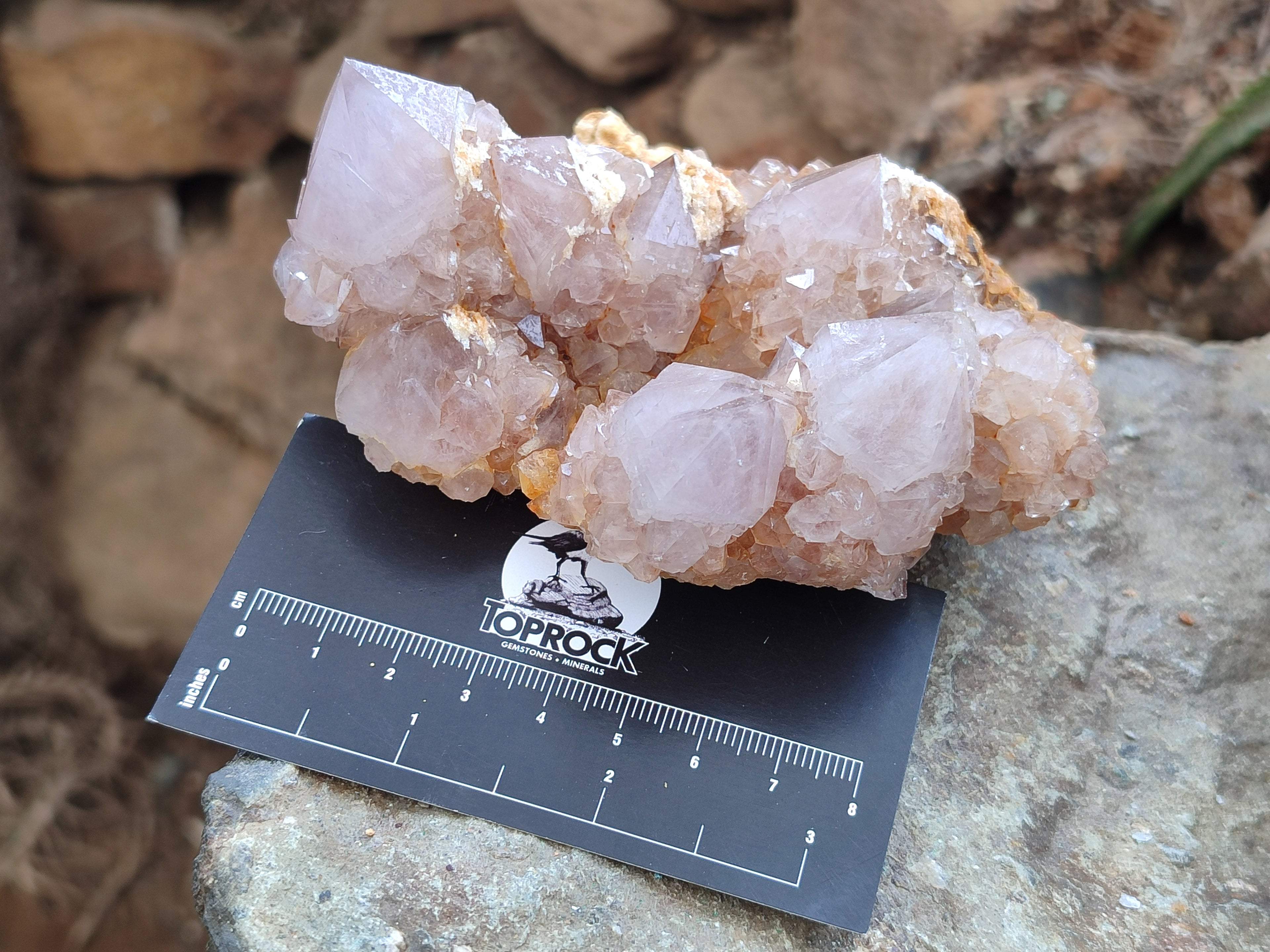 Natural Ametrine Spirit Quartz Clusters x 4 From Boekenhouthoek, South Africa - Toprock Gemstones and Minerals 
