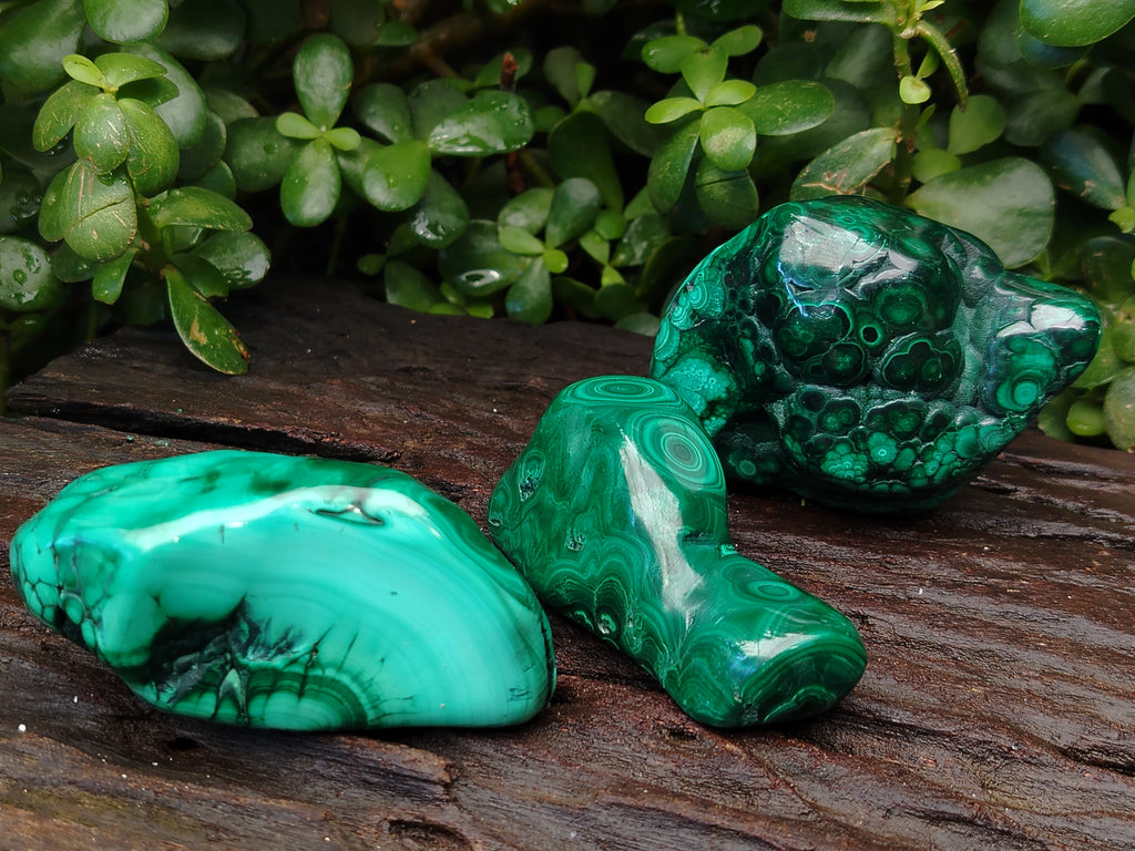 Polished Flower Banded Malachite Free Forms x 6 From Congo - Toprock Gemstones and Minerals 
