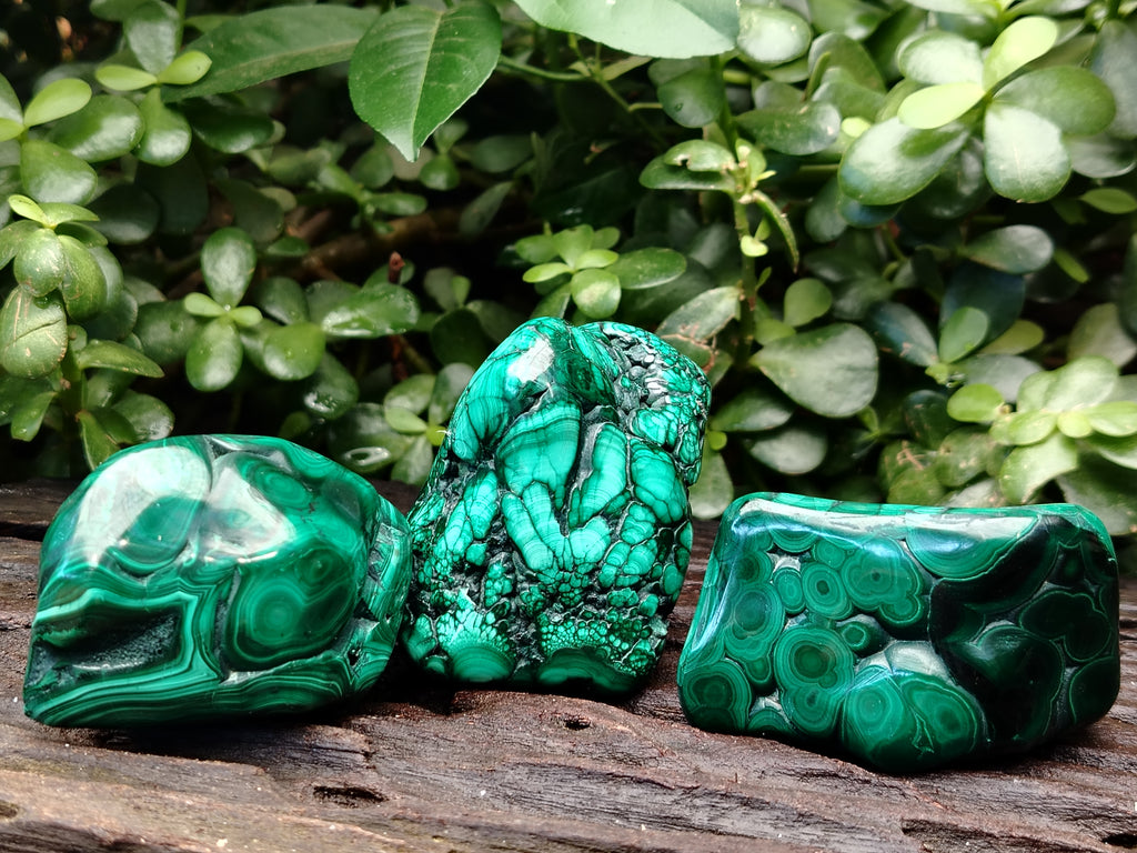 Polished Flower Banded Malachite Free Forms x 6 From Congo - Toprock Gemstones and Minerals 
