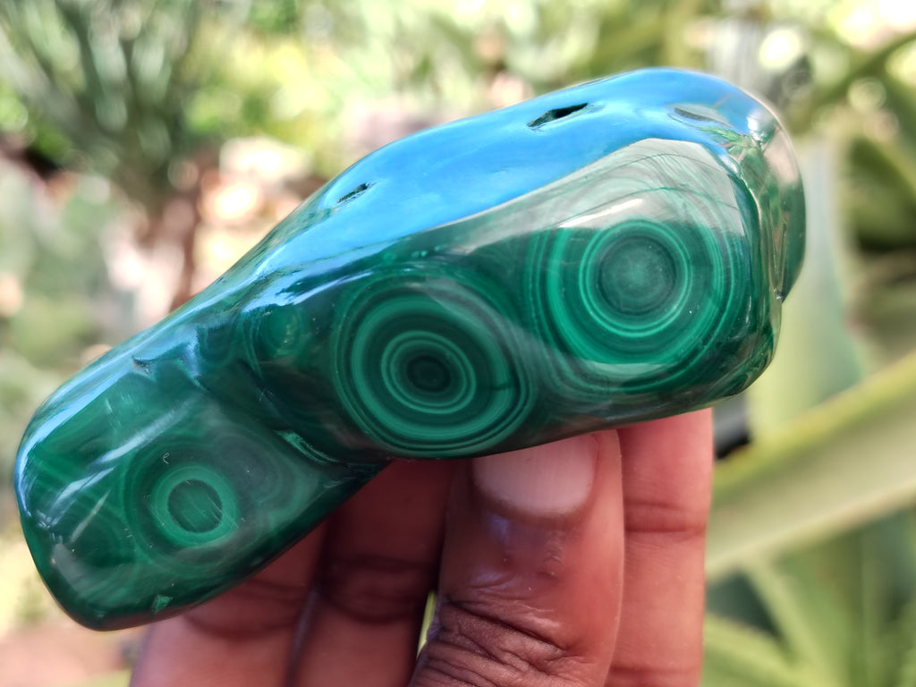Polished Flower Banded Malachite Free Forms x 6 From Congo - Toprock Gemstones and Minerals 
