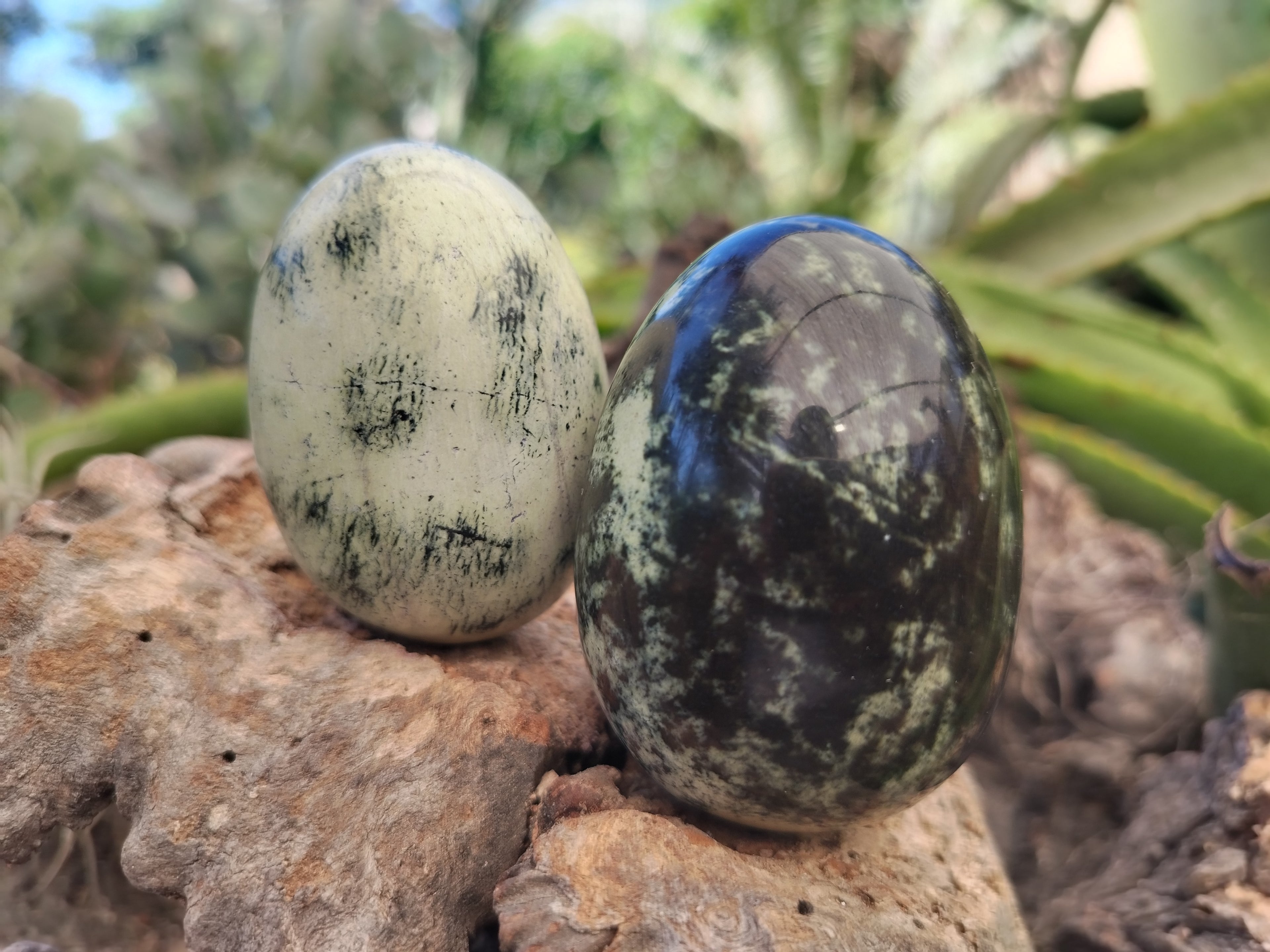 Polished Leopard Stone Eggs x 12 From Nyanga, Zimbabwe - Toprock Gemstones and Minerals 
