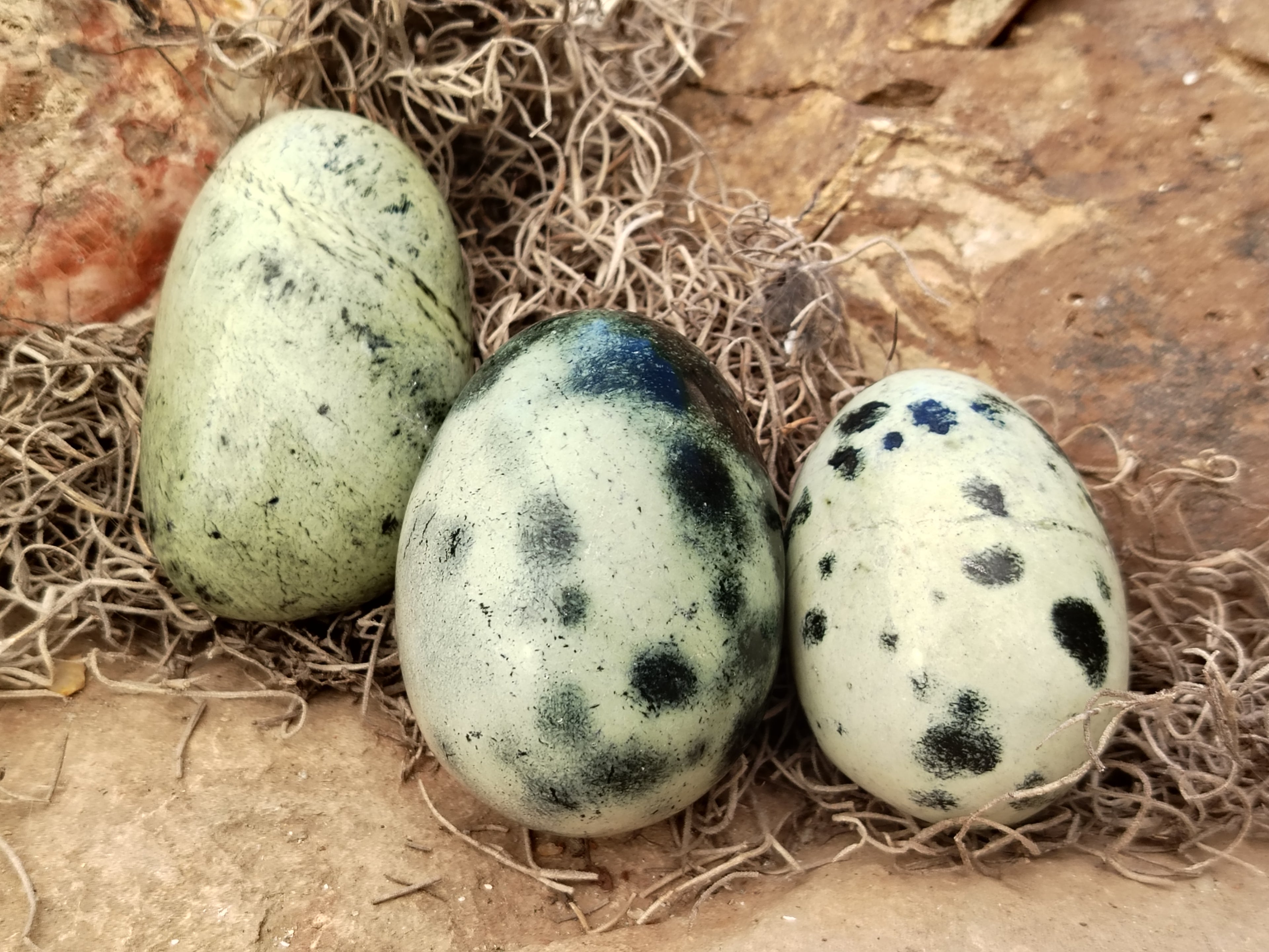 Polished Leopard Stone Eggs x 12 From Nyanga, Zimbabwe - Toprock Gemstones and Minerals 