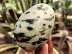 Polished Leopard Stone Eggs x 12 From Nyanga, Zimbabwe - Toprock Gemstones and Minerals 