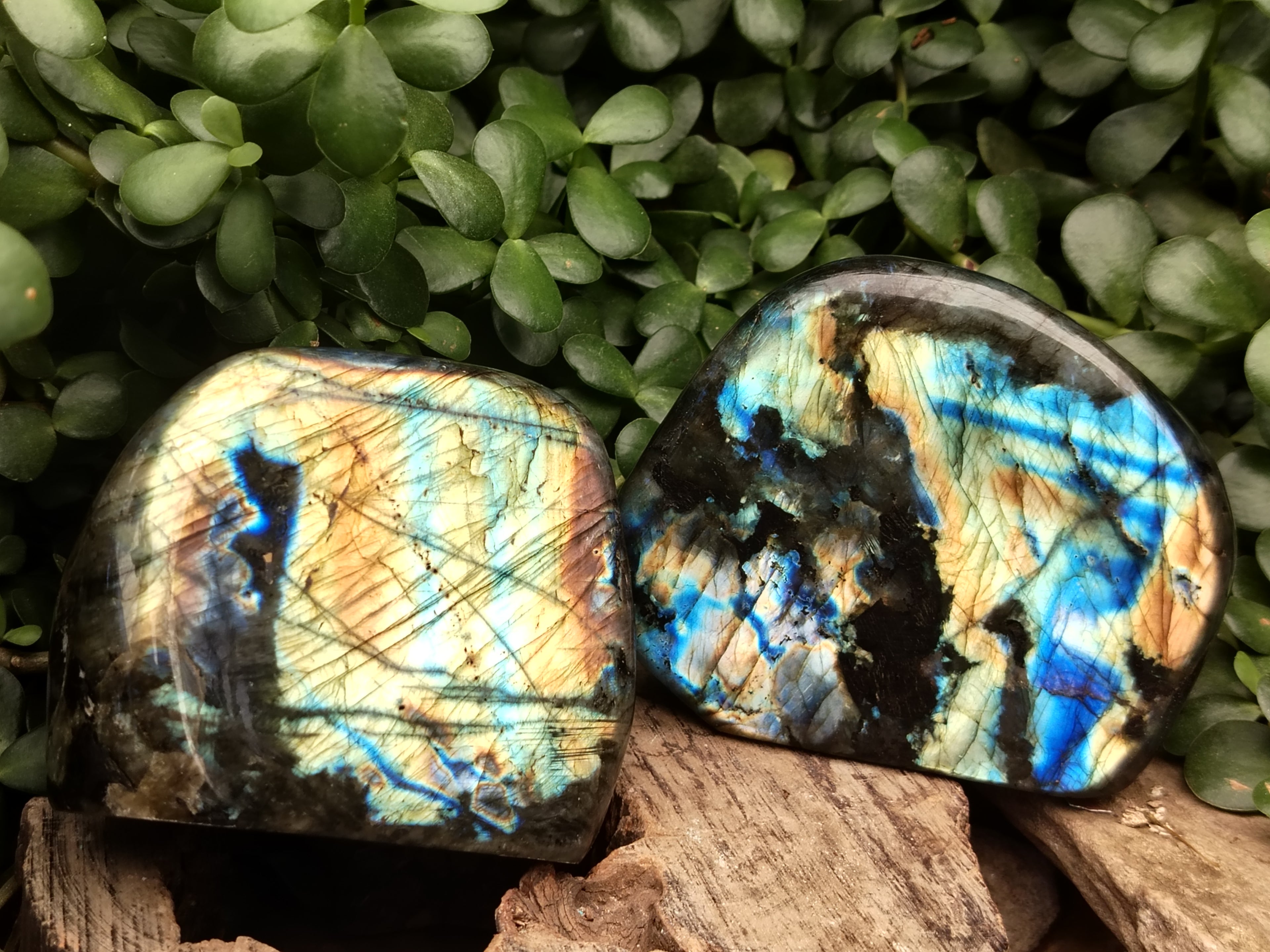 Polished Labradorite Standing Free Forms x 2 From Tulear, Madagascar - Toprock Gemstones and Minerals 