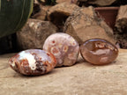 Polished Fossil Flower Agate Palm Stones x 24 From Antsahalova, Madagascar - Toprock Gemstones and Minerals 