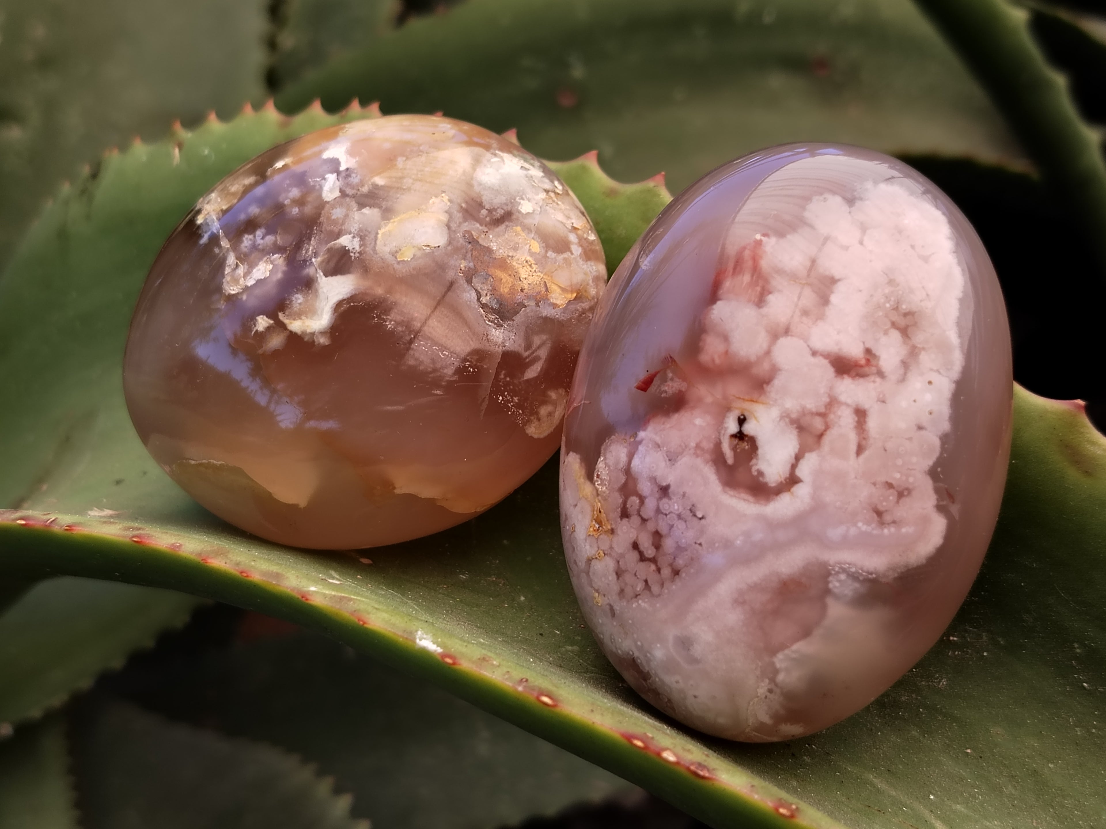 Polished Fossil Flower Agate Palm Stones x 24 From Antsahalova, Madagascar - Toprock Gemstones and Minerals 