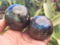 Polished Labradorite Spheres x 6 From Tulear, Madagascar