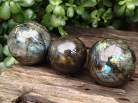 Polished Labradorite Spheres x 6 From Tulear, Madagascar