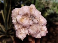 Natural Ametrine Spirit Quartz Clusters x 6 From Boekenhouthoek, South Africa