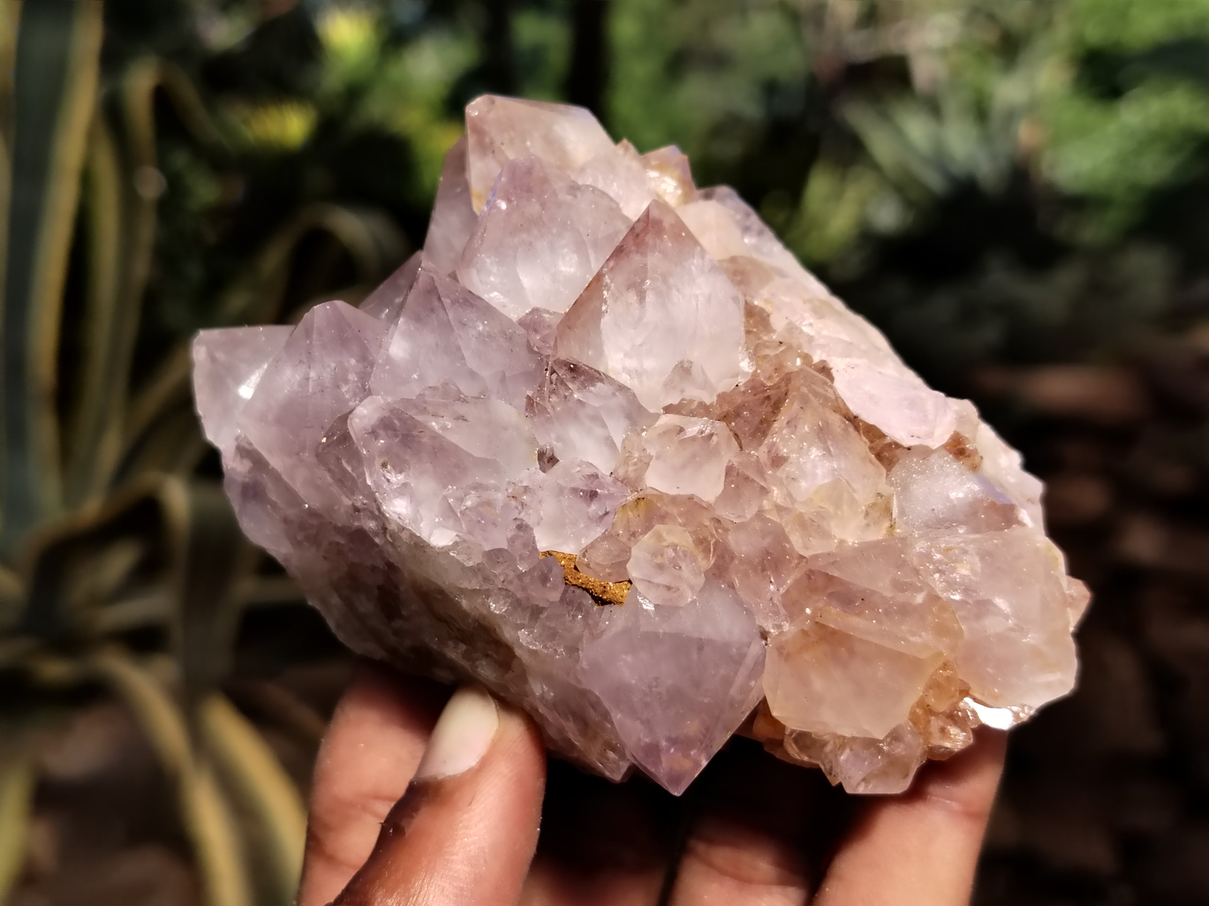 Natural Ametrine Spirit Quartz Clusters x 6 From Boekenhouthoek, South Africa - Toprock Gemstones and Minerals 