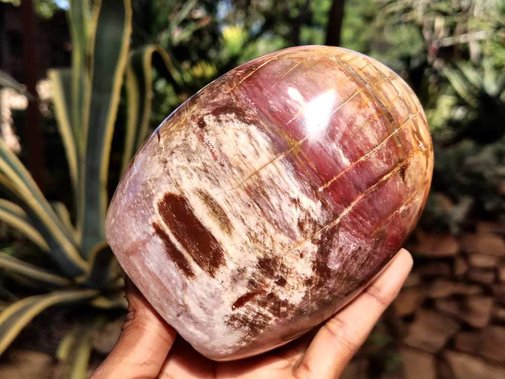 Polished Podocarpus Petrified Wood Standing Free Forms x 2 From Mahajanga, Madagascar - Toprock Gemstones and Minerals 