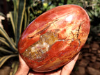 Polished Podocarpus Petrified Wood Standing Free Forms x 2 From Mahajanga, Madagascar - Toprock Gemstones and Minerals 