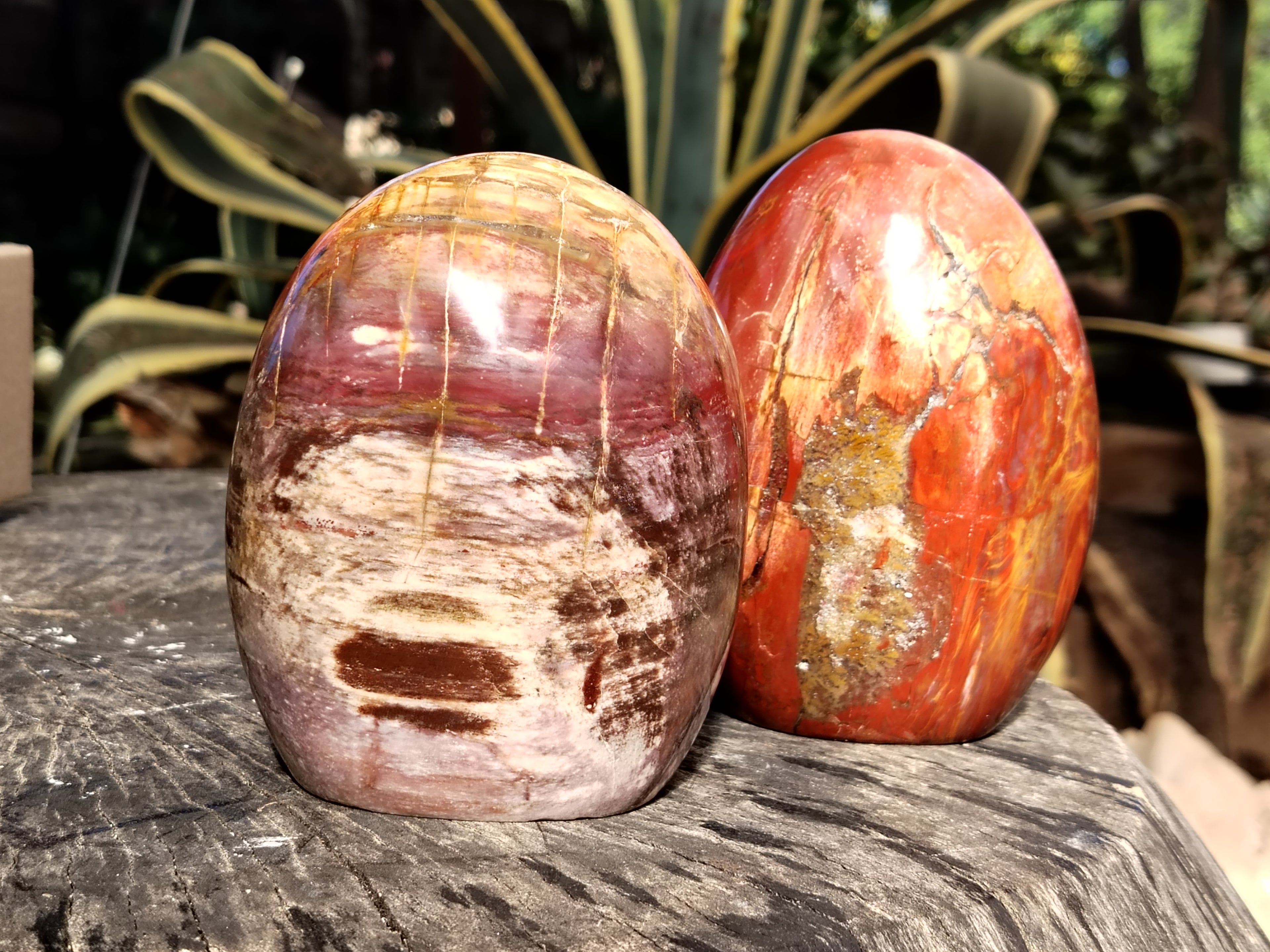 Polished Podocarpus Petrified Wood Standing Free Forms x 2 From Mahajanga, Madagascar - Toprock Gemstones and Minerals 