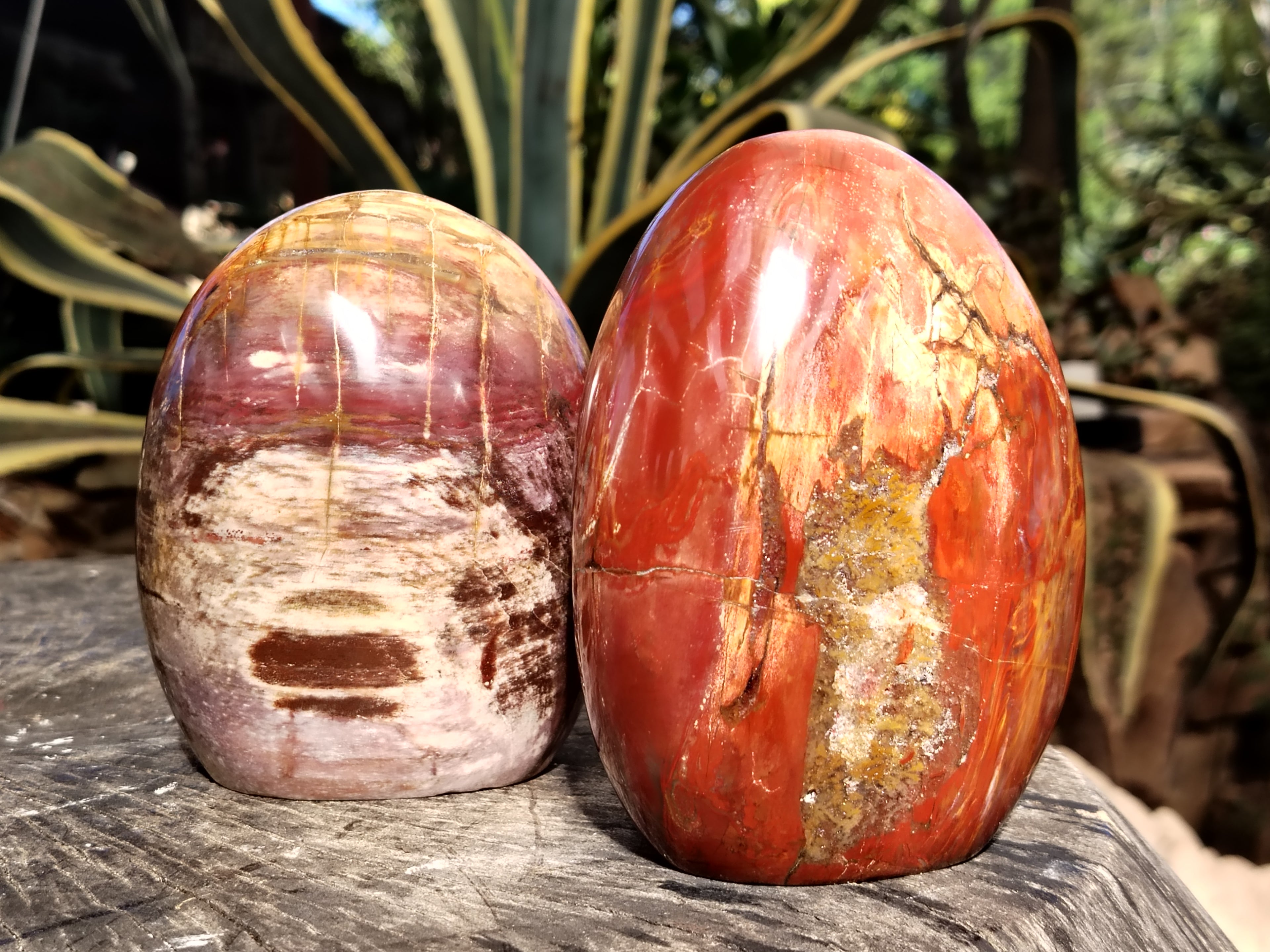 Polished Podocarpus Petrified Wood Standing Free Forms x 2 From Mahajanga, Madagascar - Toprock Gemstones and Minerals 