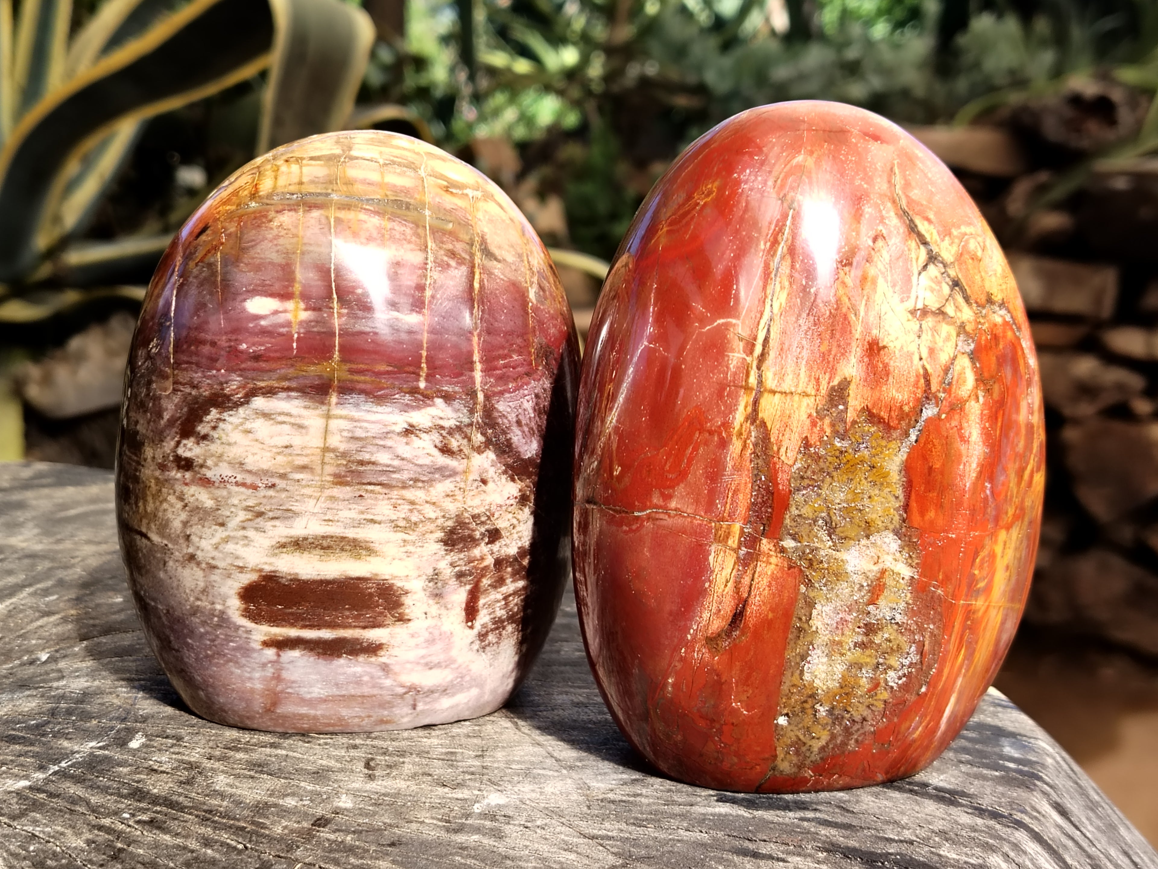 Polished Podocarpus Petrified Wood Standing Free Forms x 2 From Mahajanga, Madagascar - Toprock Gemstones and Minerals 