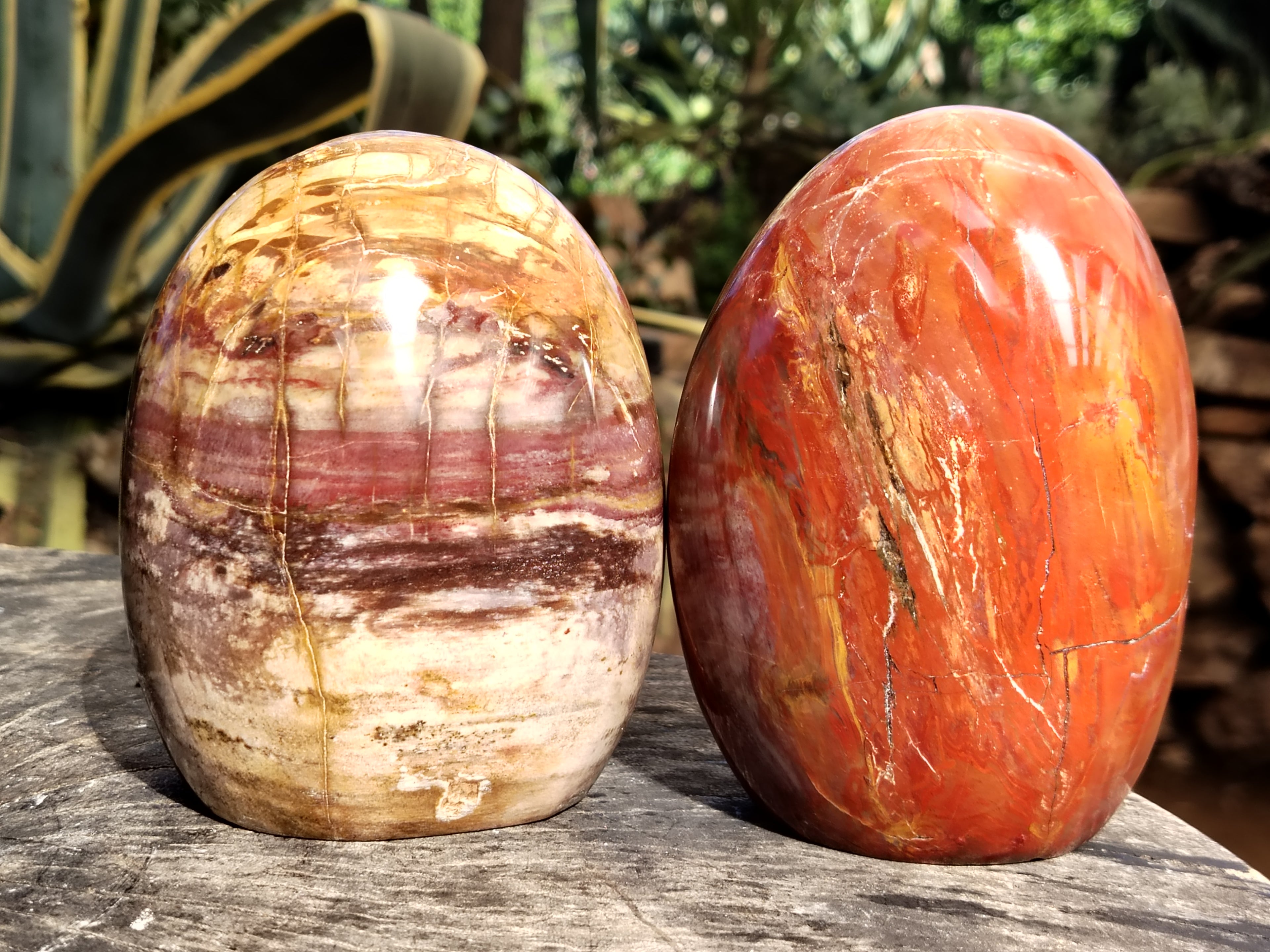 Polished Podocarpus Petrified Wood Standing Free Forms x 2 From Mahajanga, Madagascar - Toprock Gemstones and Minerals 