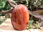Polished Podocarpus Petrified Wood Standing Free Forms x 2 From Mahajanga, Madagascar - Toprock Gemstones and Minerals 