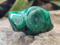 Polished Flower Banded Malachite Free Forms x 6 From Congo