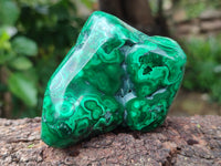 Polished Flower Banded Malachite Free Forms x 6 From Congo