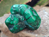 Polished Flower Banded Malachite Free Forms x 6 From Congo