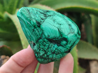 Polished Flower Banded Malachite Free Forms x 6 From Congo