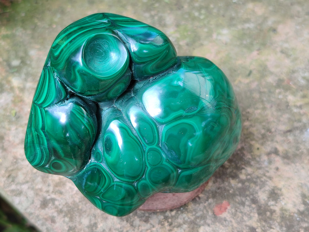 Polished Flower Banded Malachite Free Forms x 6 From Congo - Toprock Gemstones and Minerals 