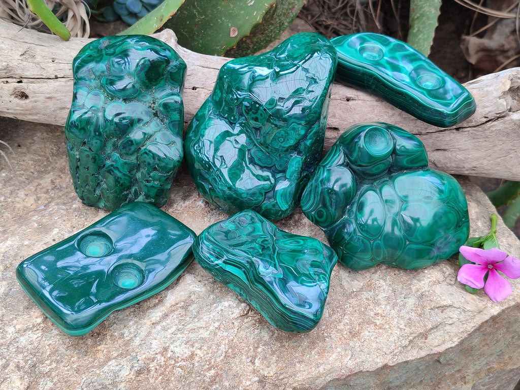 Polished Flower Banded Malachite Free Forms x 6 From Congo - Toprock Gemstones and Minerals 