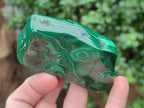 Polished Flower Banded Malachite Free Forms x 6 From Congo - Toprock Gemstones and Minerals 