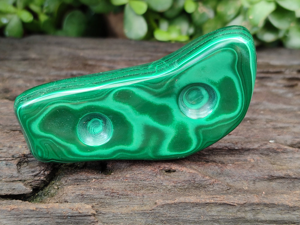 Polished Flower Banded Malachite Free Forms x 6 From Congo - Toprock Gemstones and Minerals 