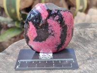Polished on One Side Rhodonite Nodules x 5 From Ambindavato, Madagascar
