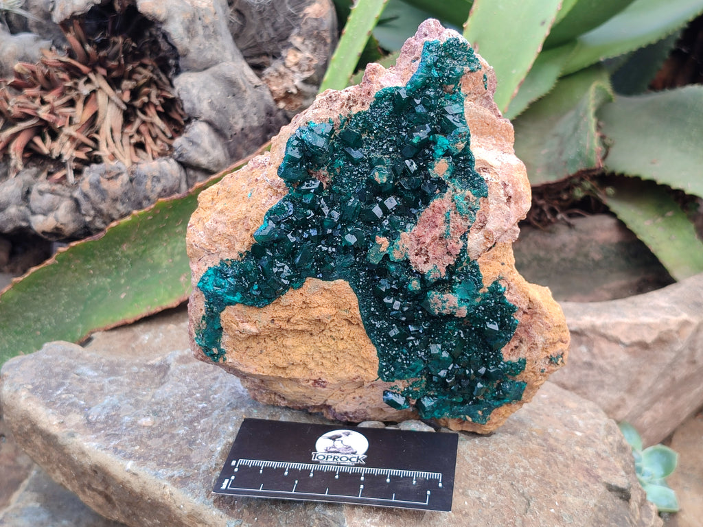 Natural Rare Dioptase Cabinet Specimen x 1 From Likasi, Congo - Toprock Gemstones and Minerals 