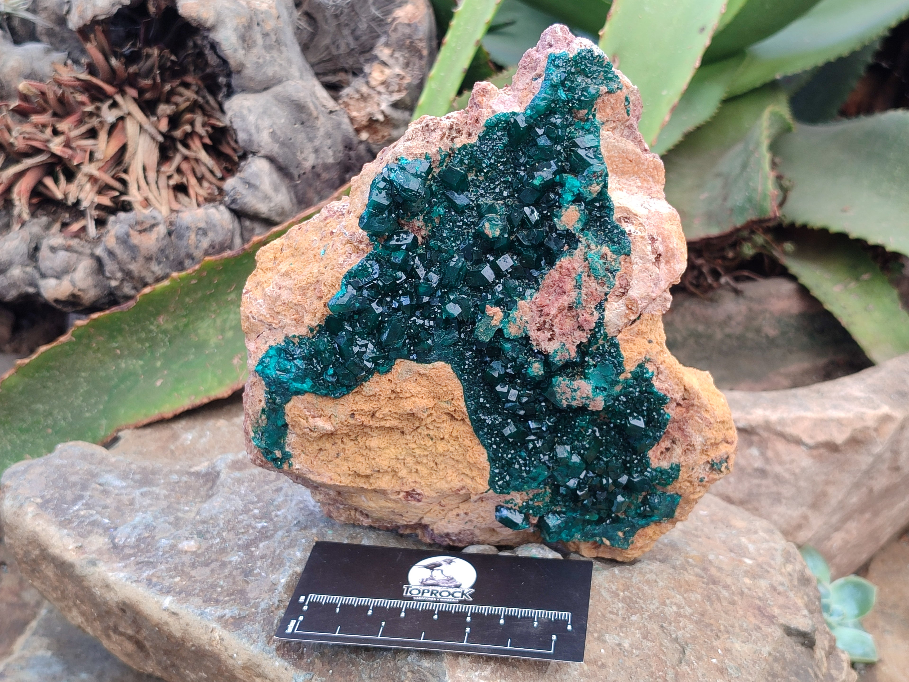 Natural Rare Dioptase Cabinet Specimen x 1 From Likasi, Congo - Toprock Gemstones and Minerals 